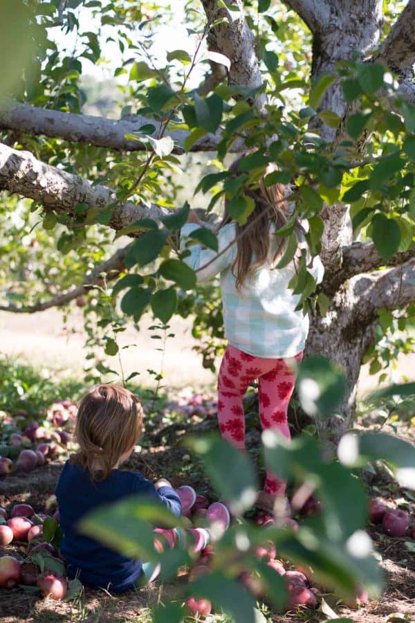 Honey Pot Hill Orchards