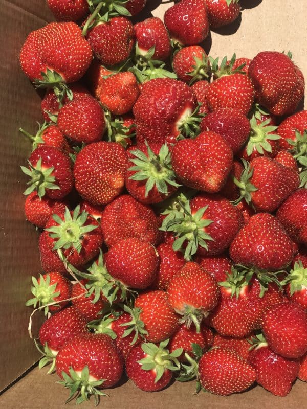 Strawberry Picking