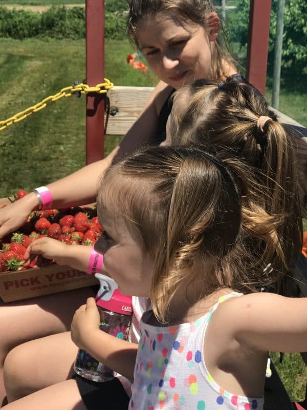 Strawberry Picking