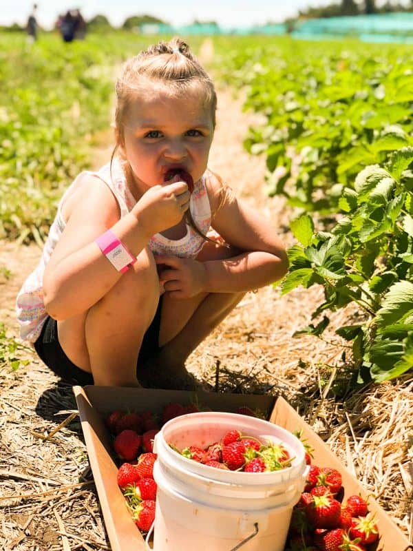 Strawberry picking at Tougas Family Farm