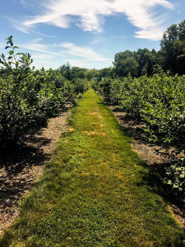 Harvey's Farm Blueberries