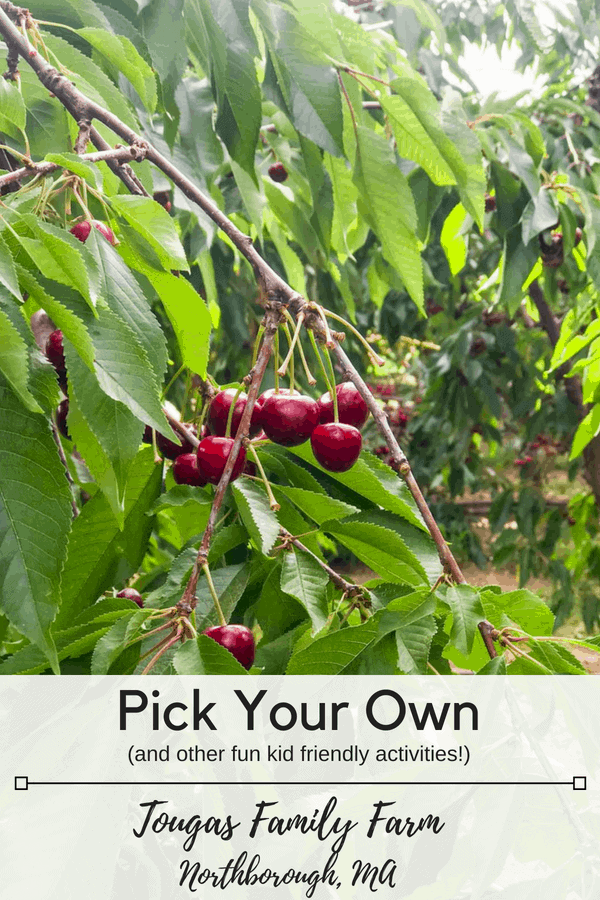 Kid friendly summer fun at Tougas Family Farm in Northborough Massachusetts. #pickyourown #localproduce #freshberries #summerfun #newenglandsummer #thingstodomassachusetts