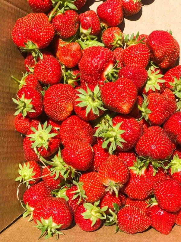 Fresh picked Strawberries