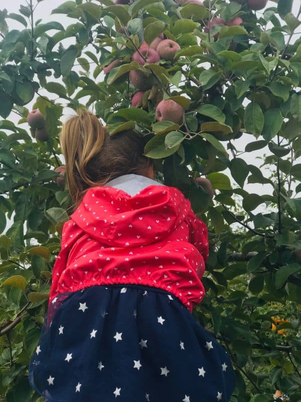 Apple Picking at Tangerini's Spring Street Farm