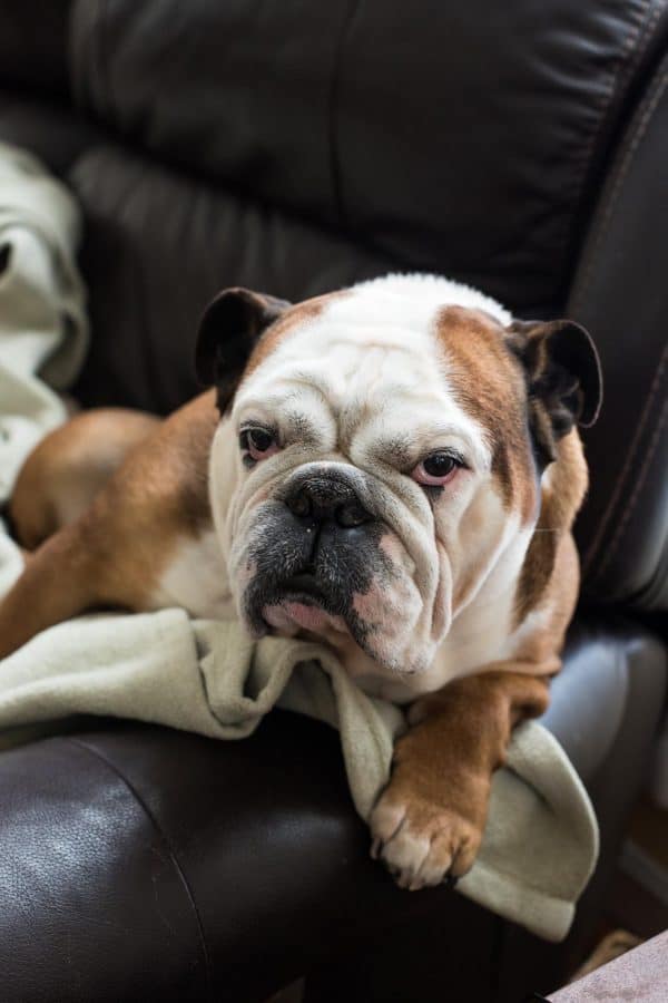 english bull dog